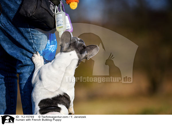 Mensch mit Franzsische Bulldogge Welpe / human with French Bulldog Puppy / YJ-15769