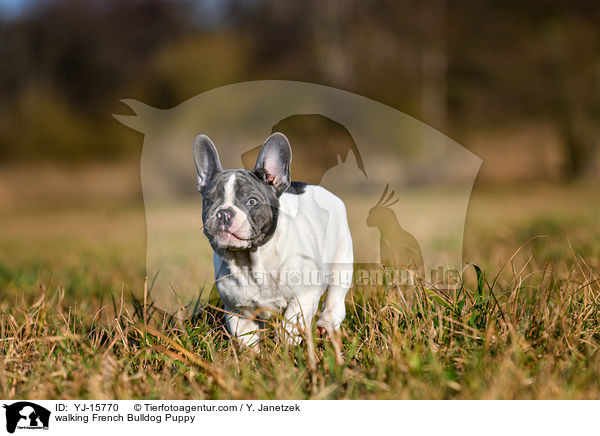 laufender Franzsische Bulldogge Welpe / walking French Bulldog Puppy / YJ-15770