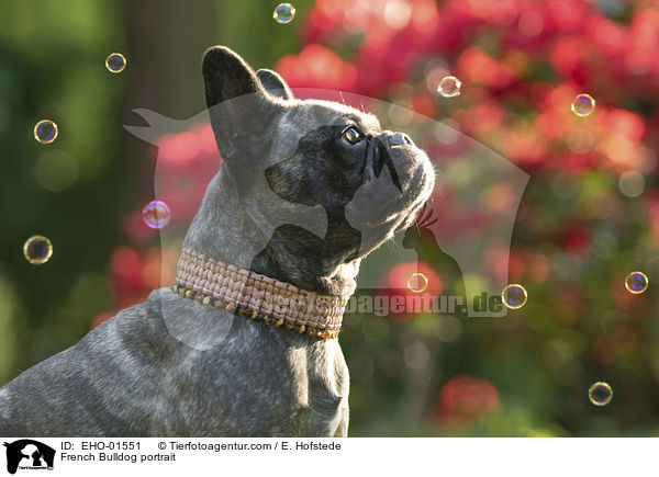 Franzsische Bulldogge Portrait / French Bulldog portrait / EHO-01551