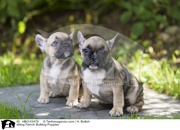 sitzende Franzsische Bulldogge Welpen / sitting French Bulldog Puppies / HBO-03479