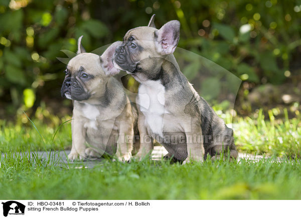 sitzende Franzsische Bulldogge Welpen / sitting French Bulldog Puppies / HBO-03481