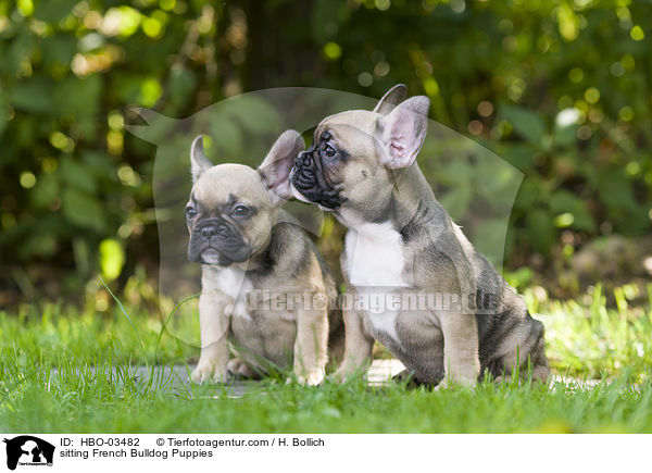 sitzende Franzsische Bulldogge Welpen / sitting French Bulldog Puppies / HBO-03482