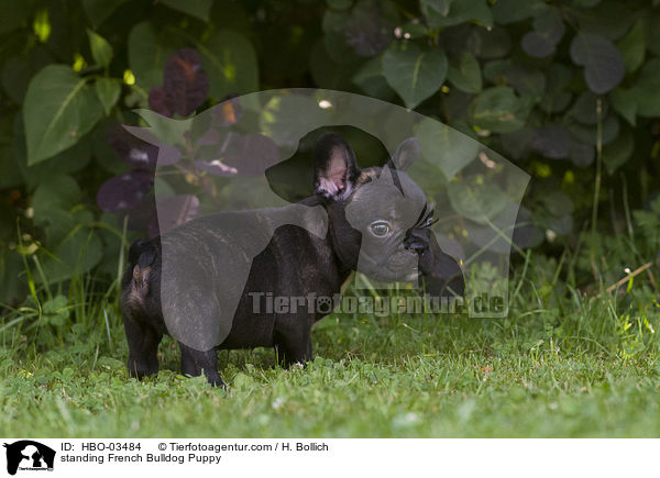 stehender Franzsische Bulldogge Welpe / standing French Bulldog Puppy / HBO-03484