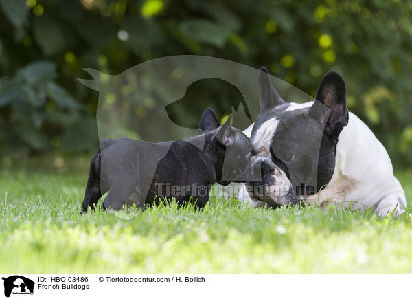 Franzsische Bulldoggen / French Bulldogs / HBO-03486