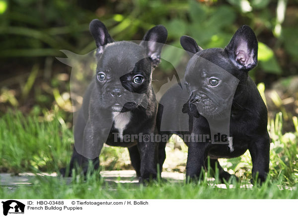 Franzsische Bulldogge Welpen / French Bulldog Puppies / HBO-03488