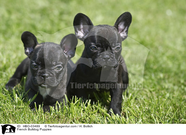 Franzsische Bulldogge Welpen / French Bulldog Puppies / HBO-03489