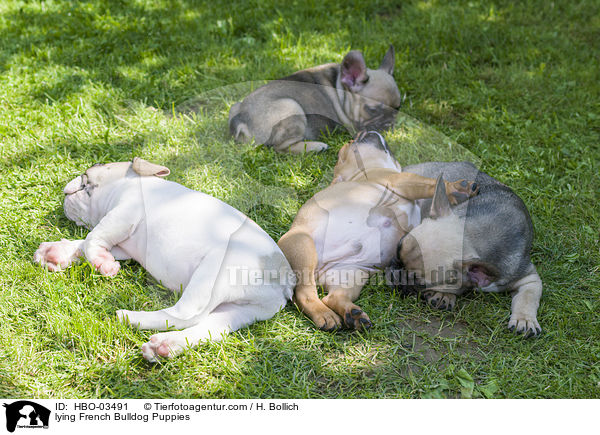 liegende Franzsische Bulldogge Welpen / lying French Bulldog Puppies / HBO-03491