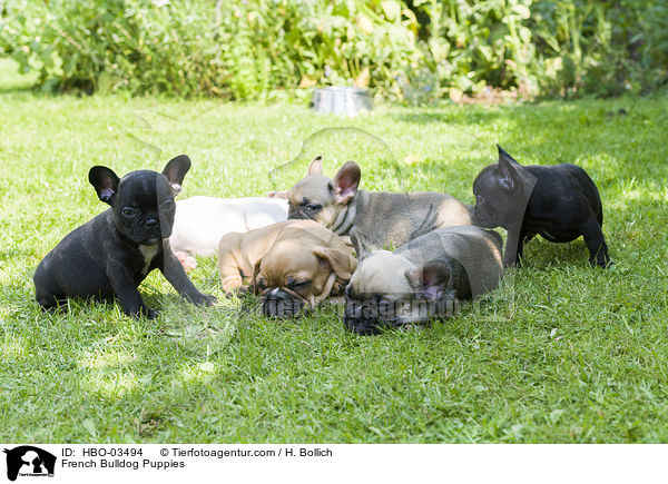 Franzsische Bulldogge Welpen / French Bulldog Puppies / HBO-03494