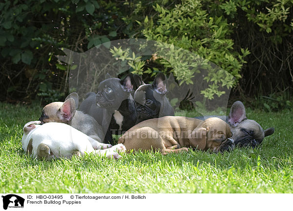 Franzsische Bulldogge Welpen / French Bulldog Puppies / HBO-03495