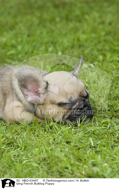 liegender Franzsische Bulldogge Welpe / lying French Bulldog Puppy / HBO-03497