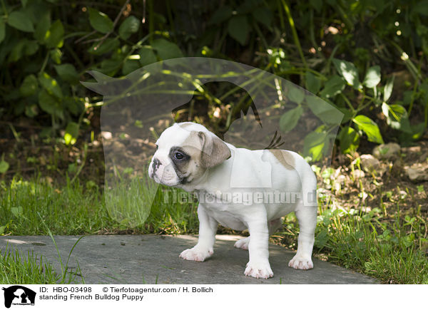stehender Franzsische Bulldogge Welpe / standing French Bulldog Puppy / HBO-03498
