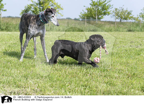 French Bulldog with Galgo Espanol / HBO-03503