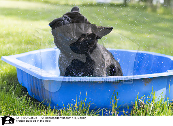 Franzsische Bulldogge im Pool / French Bulldog in the pool / HBO-03505