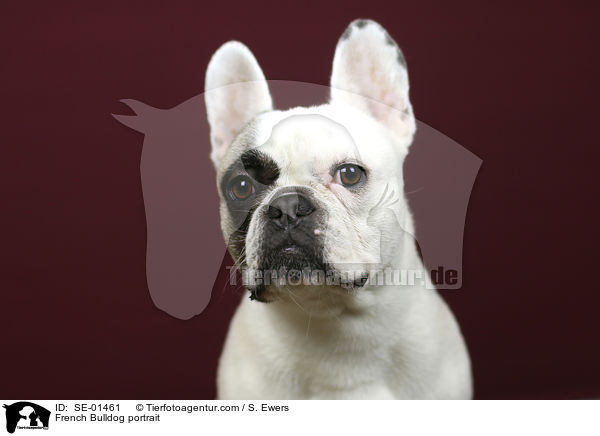 Franzsische Bulldogge Portrait / French Bulldog portrait / SE-01461