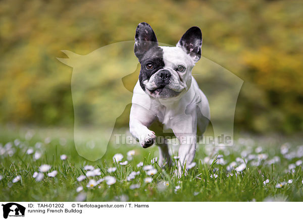 rennende Franzsische Bulldogge / running French Bulldog / TAH-01202