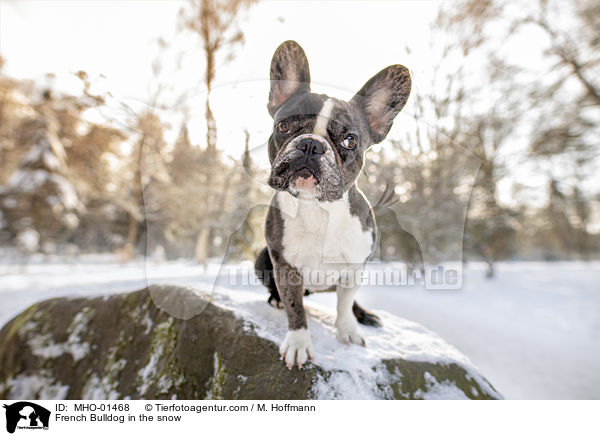 Franzsische Bulldogge im Schnee / French Bulldog in the snow / MHO-01468