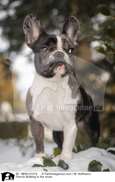 Franzsische Bulldogge im Schnee / French Bulldog in the snow / MHO-01474