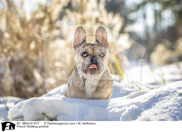 Franzsische Bulldogge Portrait / French Bulldog portrait / MHO-01477