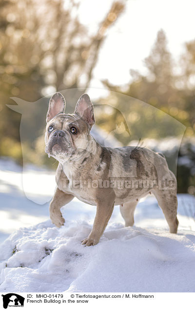 Franzsische Bulldogge im Schnee / French Bulldog in the snow / MHO-01479