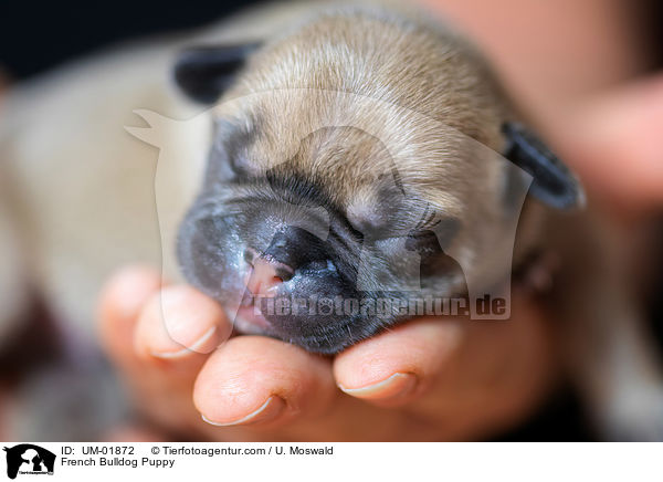 Franzsische Bulldogge Welpe / French Bulldog Puppy / UM-01872