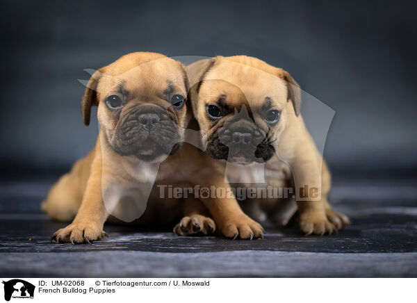 Franzsische Bulldogge Welpen / French Bulldog Puppies / UM-02068