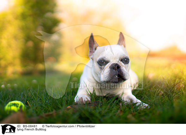 liegende Franzsische Bulldogge / lying French Bulldog / BS-08481