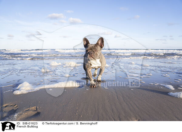 Franzsische Bulldogge / French Bulldog / SIB-01623