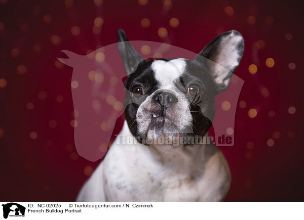 Franzsische Bulldogge Portrait / French Bulldog Portrait / NC-02025