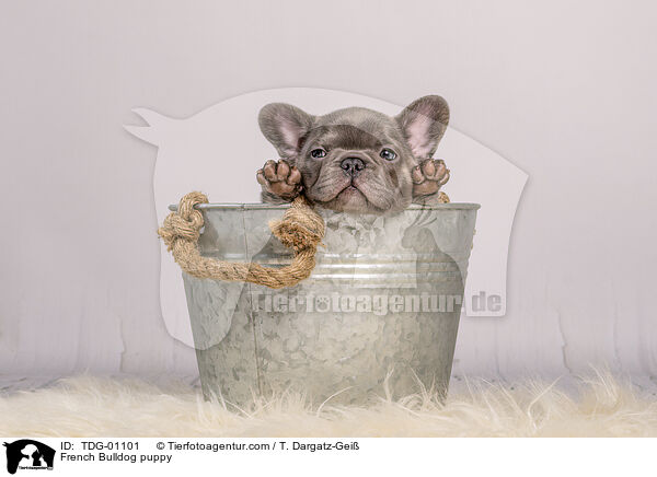 Franzsische Bulldogge Welpe / French Bulldog puppy / TDG-01101