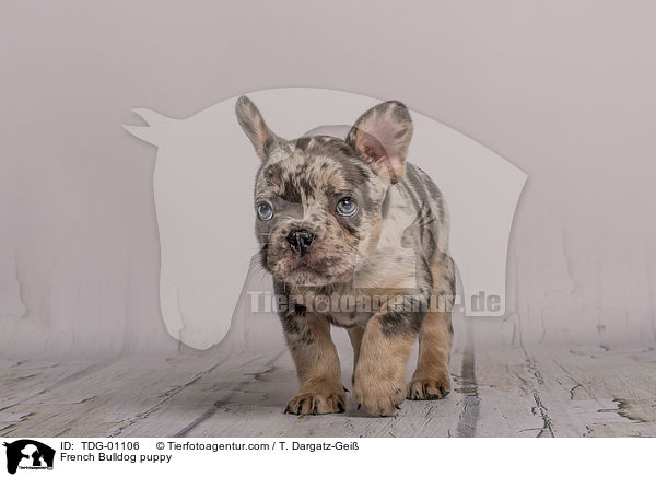 Franzsische Bulldogge Welpe / French Bulldog puppy / TDG-01106