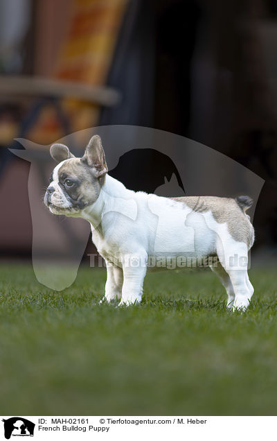 Franzsische Bulldogge Welpe / French Bulldog Puppy / MAH-02161