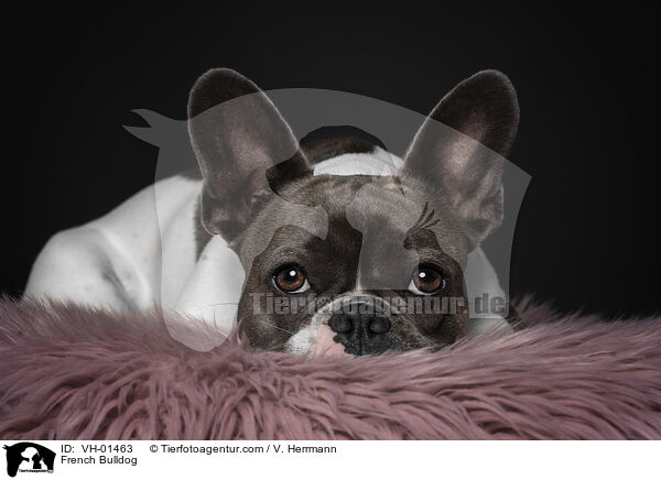 Franzsische Bulldogge / French Bulldog / VH-01463