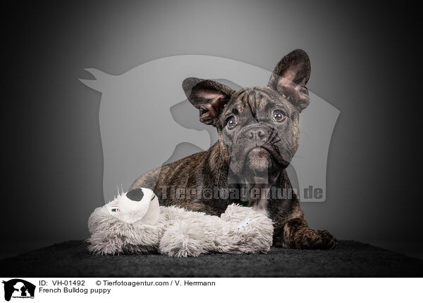 Franzsische Bulldogge Welpe / French Bulldog puppy / VH-01492