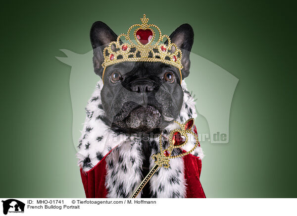 French Bulldog Portrait / MHO-01741