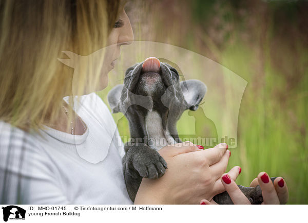 junge Franzsische Bulldogge / young French Bulldog / MHO-01745