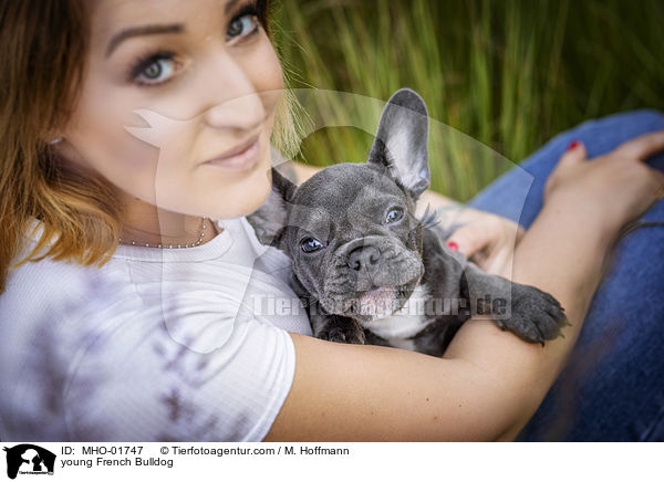 junge Franzsische Bulldogge / young French Bulldog / MHO-01747