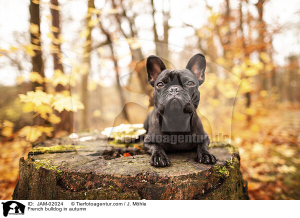 Franzsische Bulldogge im Herbst / French bulldog in autumn / JAM-02024