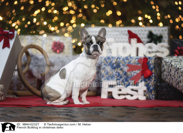 Franzsische Bulldogge in Weihnachtsdeko / French Bulldog in christmas deko / MAH-02327