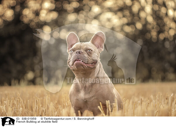 Franzsische Bulldogge auf Stoppelfeld / French Bulldog at stubble field / SIB-01959