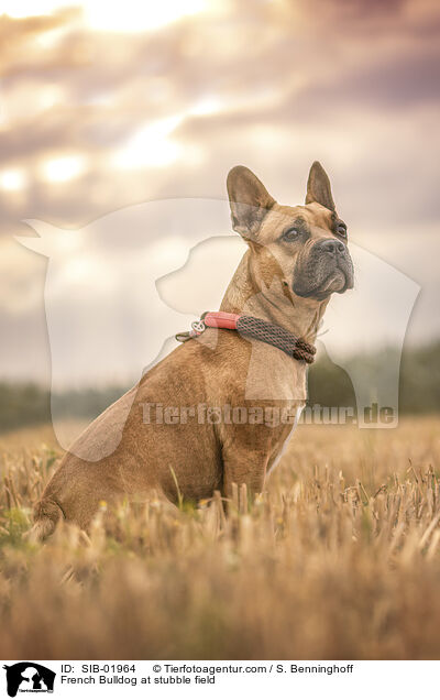 Franzsische Bulldogge auf Stoppelfeld / French Bulldog at stubble field / SIB-01964