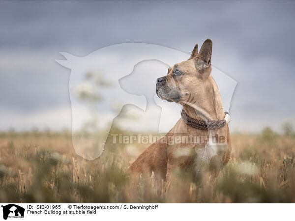 Franzsische Bulldogge auf Stoppelfeld / French Bulldog at stubble field / SIB-01965