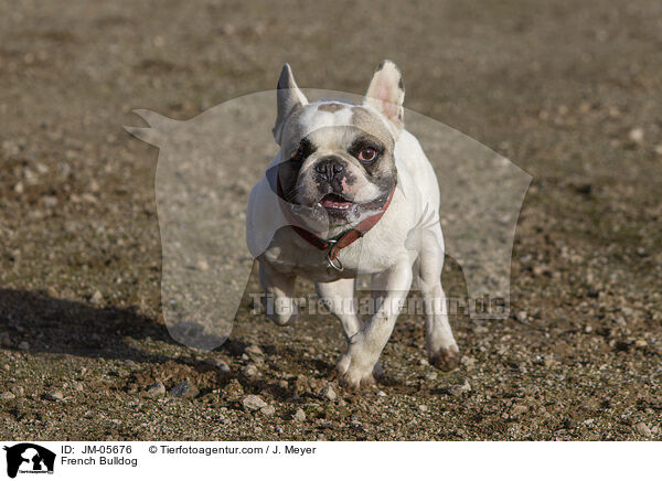 Franzsische Bulldogge / French Bulldog / JM-05676