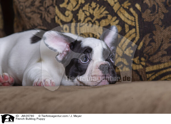 Franzsische Bulldogge Welpe / French Bulldog Puppy / JM-05780