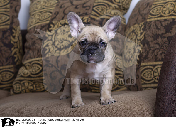 Franzsische Bulldogge Welpe / French Bulldog Puppy / JM-05791