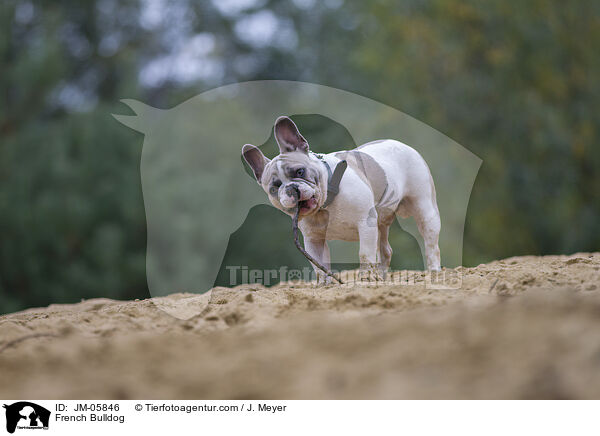 Franzsische Bulldogge / French Bulldog / JM-05846