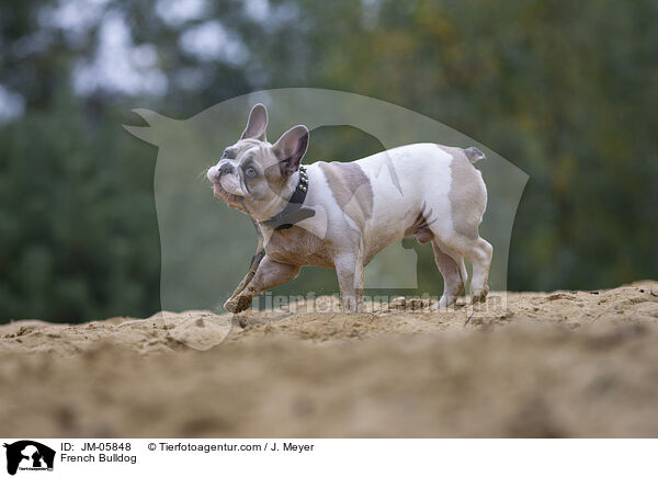 Franzsische Bulldogge / French Bulldog / JM-05848