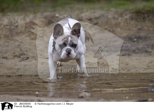 Franzsische Bulldogge / French Bulldog / JM-05850