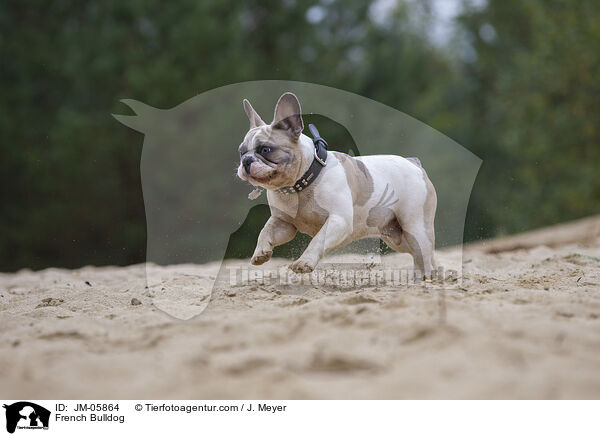 Franzsische Bulldogge / French Bulldog / JM-05864