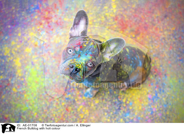 Franzsische Bulldogge mit Holifarbe / French Bulldog with holi colour / AE-01708