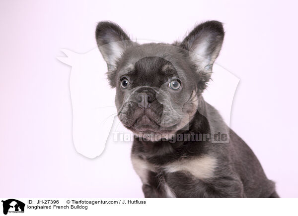 langhaarige Franzsische Bulldogge / longhaired French Bulldog / JH-27396